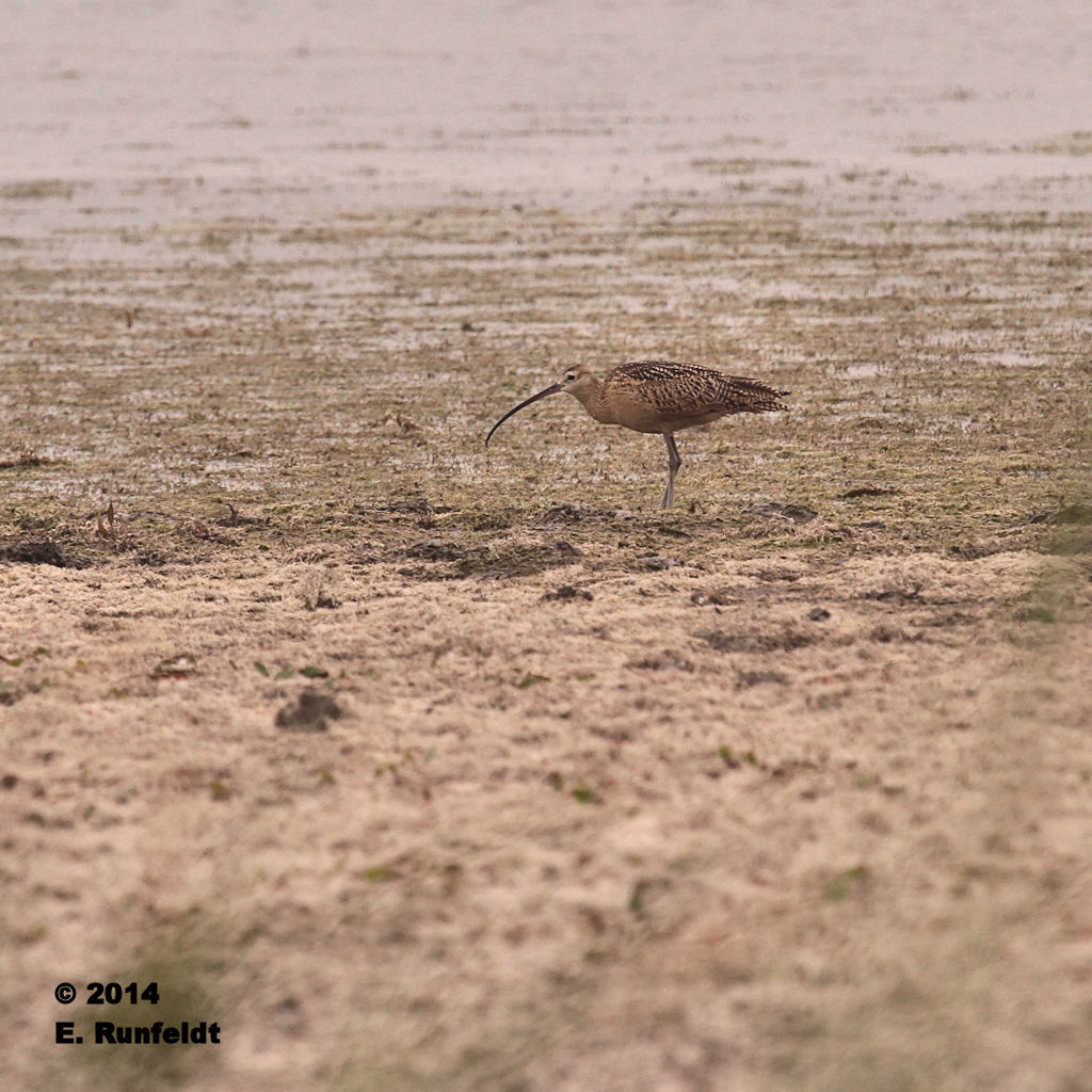 13Sept 008.jpg - Long-billed Curlew